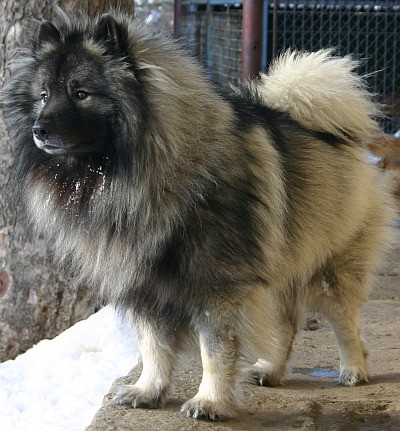 Ch. Ernie Zimní sen 